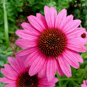 ������� - ���� ����� �������� �����. ������� ����������, ���� ������, ���� ���������� ����. ����� ����� ��� ���