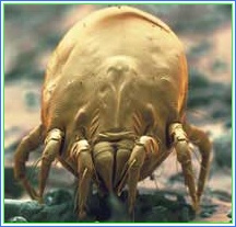 קרדית האבק היא אחד הגורמים האלרגנים הנפוצים ביותר הגורמים להתקפי אסטמה.